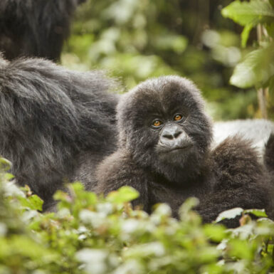 https://www.africanovatravel.com/wp-content/uploads/fly-images/2290/OO_GorillasNest_Flora_Fauna_Gorilla_Trek_23104_MASTER-scaled-e1719381936170-385x385-c.jpg